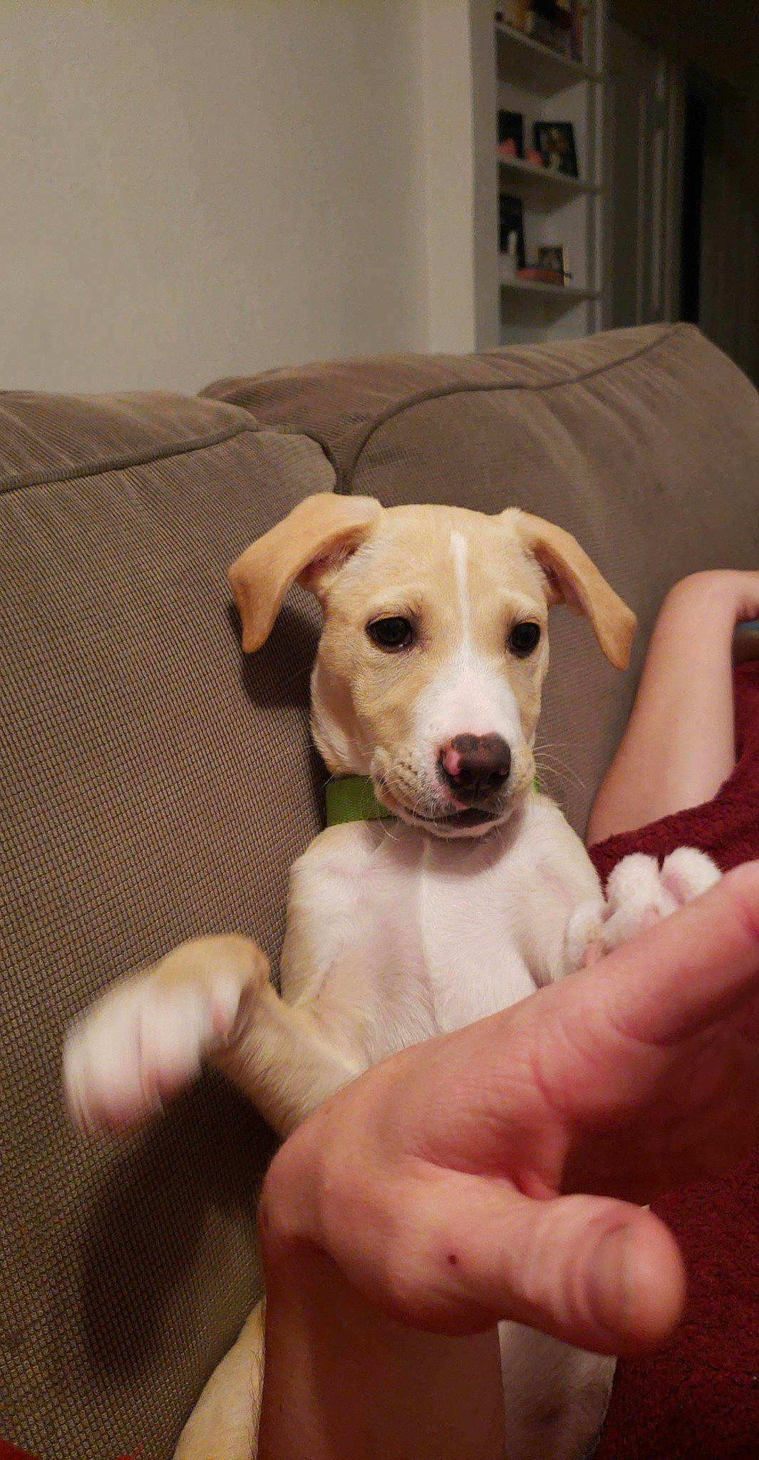 Graham joined the competition — help win amazing prizes! beagador, canidae, carnivore, companion_dog, dog, dog_breed, ear, fawn, labrador_retriever, mammal, nose, potcake_dog, puppy, rare_breed_dog, snout, sporting_group, vertebrate, whippet