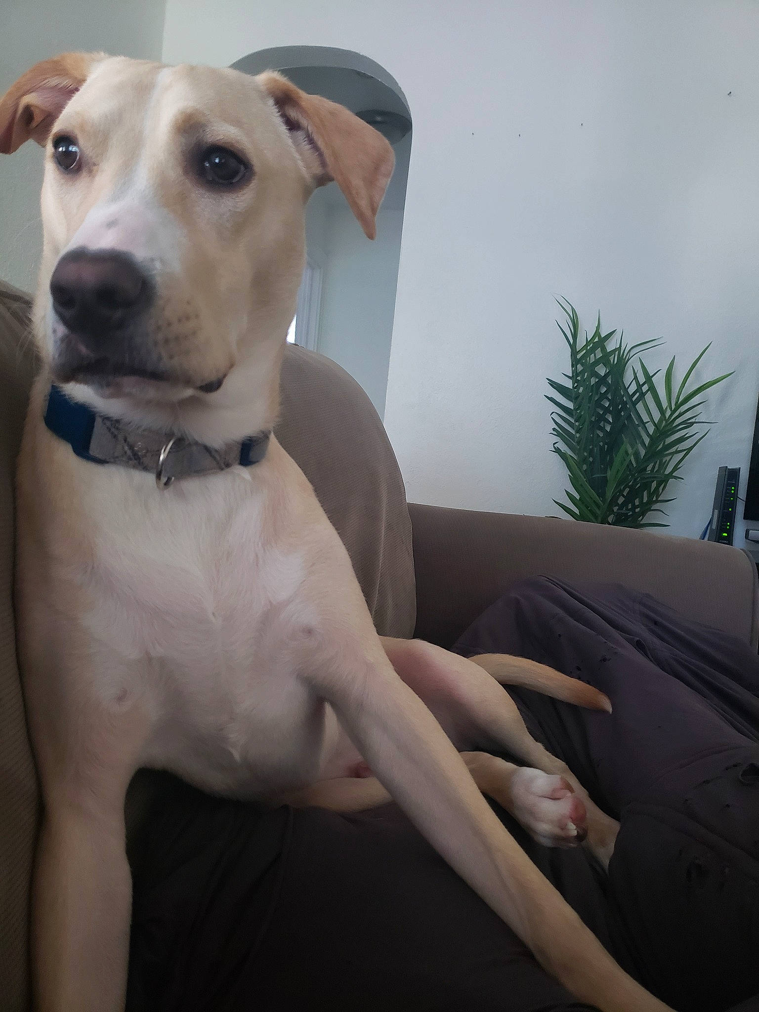 Graham joined the competition — help win amazing prizes! canidae, carnivore, chippiparai, dog, dog_breed, fawn, galgo_espanol, greyhound, italian_greyhound, lurcher, mammal, mudhol_hound, non_sporting_group, rare_breed_dog, sighthound, snout, tail, vertebrate, whippet