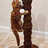 Daisy joined the competition — help win amazing prizes! cat, orange_tabby, scratching_post, climbing, pom_pom_toy, indoor, marble_floor, beige_wall, feline, pet, playful, fur, whiskers, tail, shadow, wooden_base, curious, domestic_cat, animal, texture