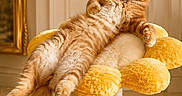 Daisy is registered to the contest to win money with this photo: cat, orange_tabby, fluffy, pet, indoor, cat_perch, flower_shaped, relaxed, feline, cute, animal, domestic_cat, fur, whiskers, ears, paws, toy, playful, cozy, sunlight
