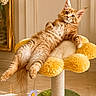 cat, orange_tabby, fluffy, pet, indoor, cat_perch, flower_shaped, relaxed, feline, cute, animal, domestic_cat, fur, whiskers, ears, paws, toy, playful, cozy, sunlight
