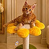 cat, kitten, orange_cat, pet, flower_shaped_perch, cat_perch, indoor, furniture, floor, curious, cute, animal, mammal, whiskers, ears, feline, domestic_cat, relaxed, home, yellow