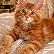 Daisy joined the competition — help win amazing prizes! cat, kitten, orange_tabby, fur, bed, pillow, satin, luxury, indoor, pet, animal, cute, feline, relaxed, closeup, portrait, whiskers, ears, eyes, soft_light