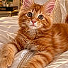 cat, kitten, orange_tabby, fur, bed, pillow, satin, luxury, indoor, pet, animal, cute, feline, relaxed, closeup, portrait, whiskers, ears, eyes, soft_light