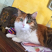 Perle a rejoint le concours — aidez-le/la à gagner de superbes lots ! aegean_cat, carnivore, cat, domestic_short_haired_cat, european_shorthair, felidae, kitten, norwegian_forest_cat, small_to_medium_sized_cats, whiskers