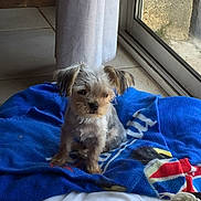 Mini Cooper a rejoint le concours — aidez-le/la à gagner de superbes lots ! bolonka, cairn_terrier, canidae, carnivore, companion_dog, dog, dog_breed, glen_of_imaal_terrier, mammal, morkie, puppy, schnoodle, shih_tzu, small_terrier, sporting_group, sporting_lucas_terrier, terrier, toy_dog, vertebrate, yorkshire_terrier