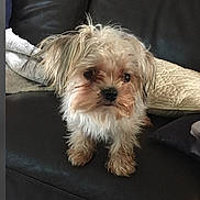 Cooper a rejoint le concours — aidez-le/la à gagner de superbes lots ! dog, small_dog, fluffy_fur, curious_expression, black_leather_couch, indoor, living_room, cushion, blanket, pet, animal, cute, fur, companion, domestic, fur_texture, scruffy, four_legs, canine, household