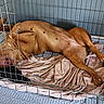 dog, pregnant_dog, animal, pet, sleeping, lying_down, belly_up, crate, kennel, wire_cage, blanket, brown_fur, canine, relaxed, indoors, resting, paw, belly, mother_dog, cozy