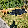 Mia participe au concours pour gagner de l'argent avec cette photo : dog, backyard, garden, pond, water, hose, grass, hedge, trees, sunlight, outdoors, landscape, lawn, home, fence, patio, shadow, diy, nature, summer