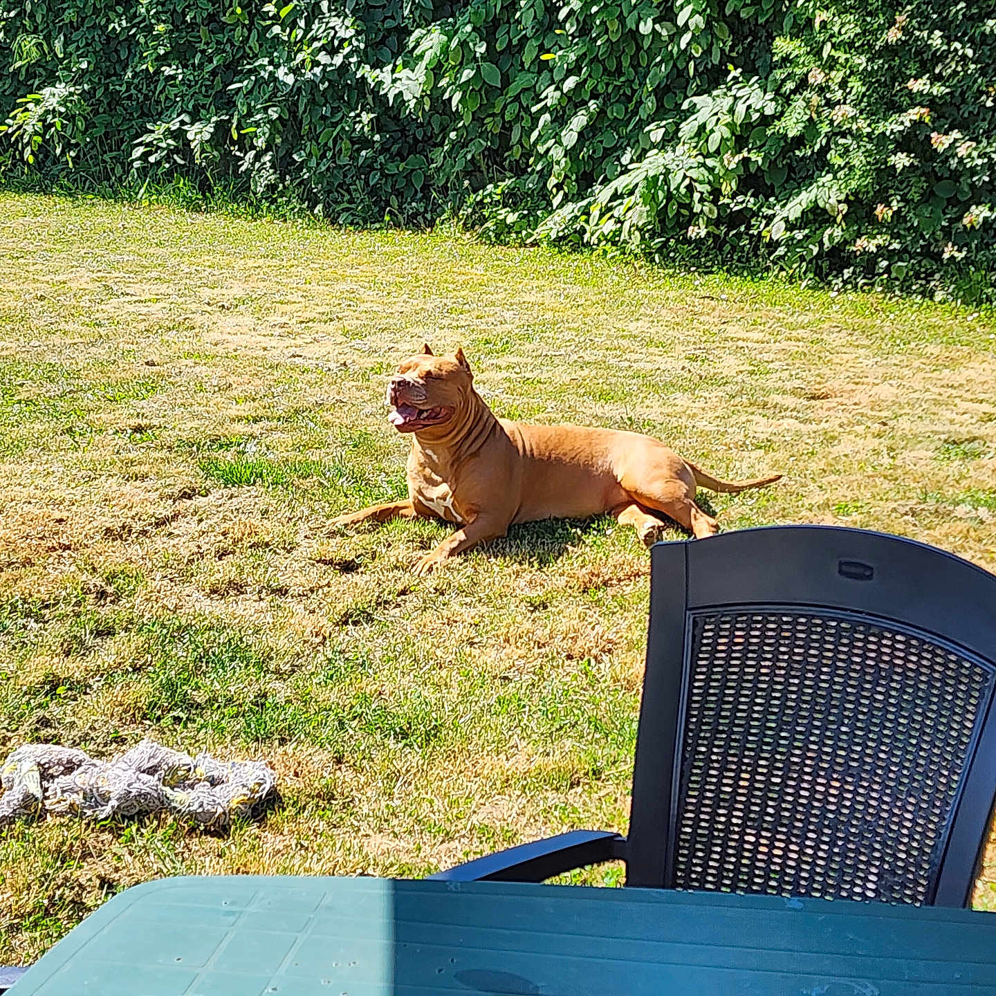 Mia