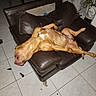 dog, pet, sleeping, relaxed, belly_up, lying_down, brown_dog, white_markings, leather_chair, armchair, furniture, indoor, living_room, tile_floor, houseplant, cushions, flash_photography, resting, funny_pose, home