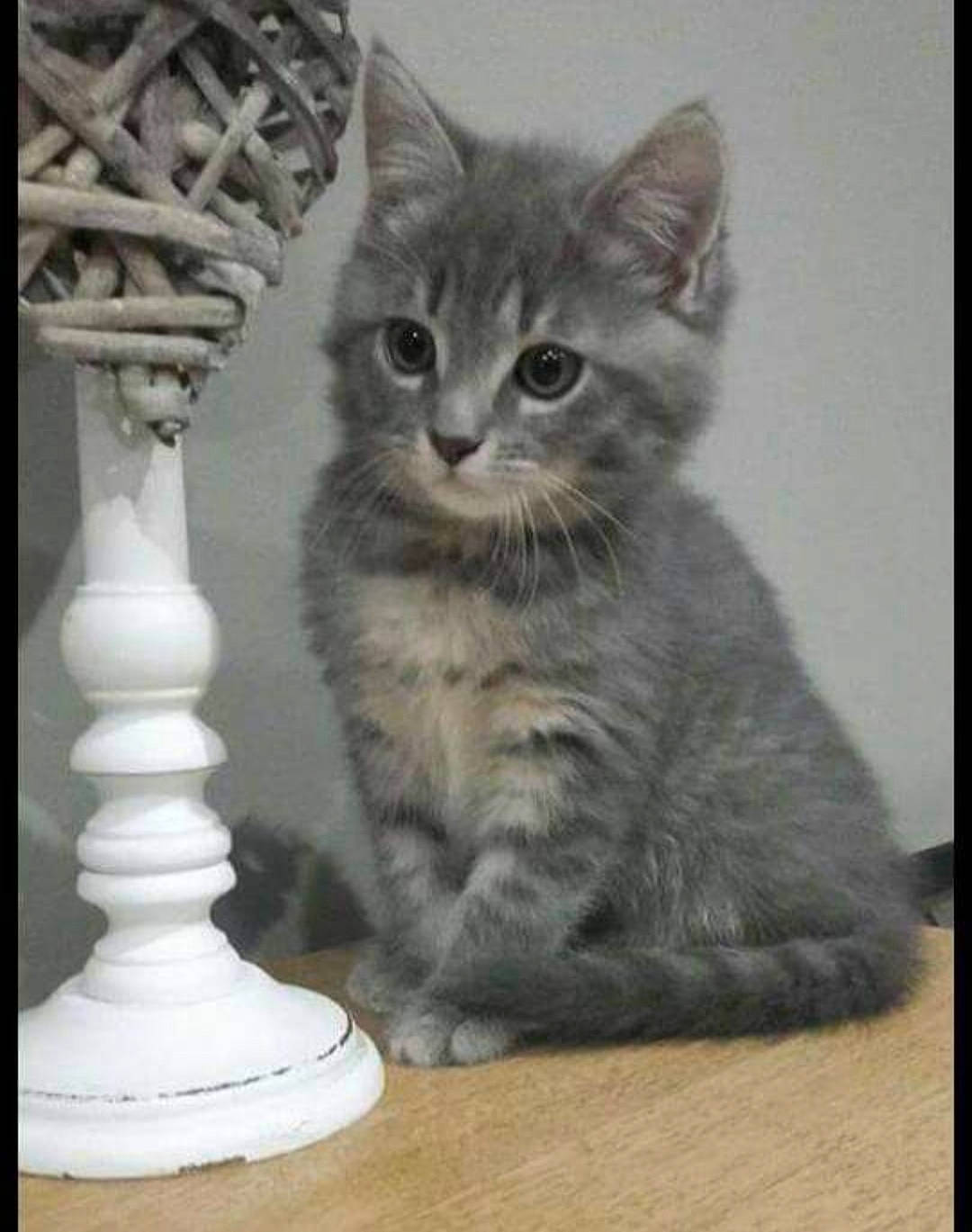 Mia participe au concours pour gagner de l'argent avec cette photo : carnivore, cat, curious, domestic_short_haired_cat, felidae, fur, grey, monochrome, monochrome_photography, paw, photo_caption, rectangle, serveware, sitting, small_to_medium_sized_cats, snout, tail, terrestrial_animal, whiskers, window