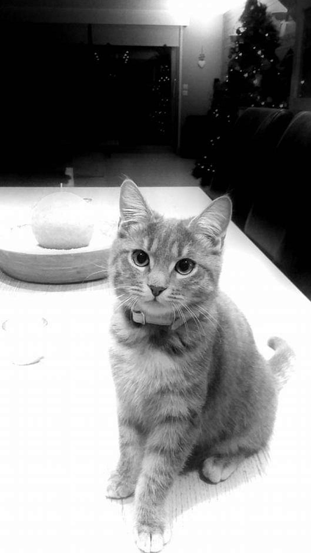 Mia a rejoint le concours — aidez-le/la à gagner de superbes lots ! black, black_and_white, carnivore, cat, domestic_short_haired_cat, event, felidae, fur, grey, monochrome, monochrome_photography, photograph, small_to_medium_sized_cats, snapshot, snout, style, tail, whiskers, white, window