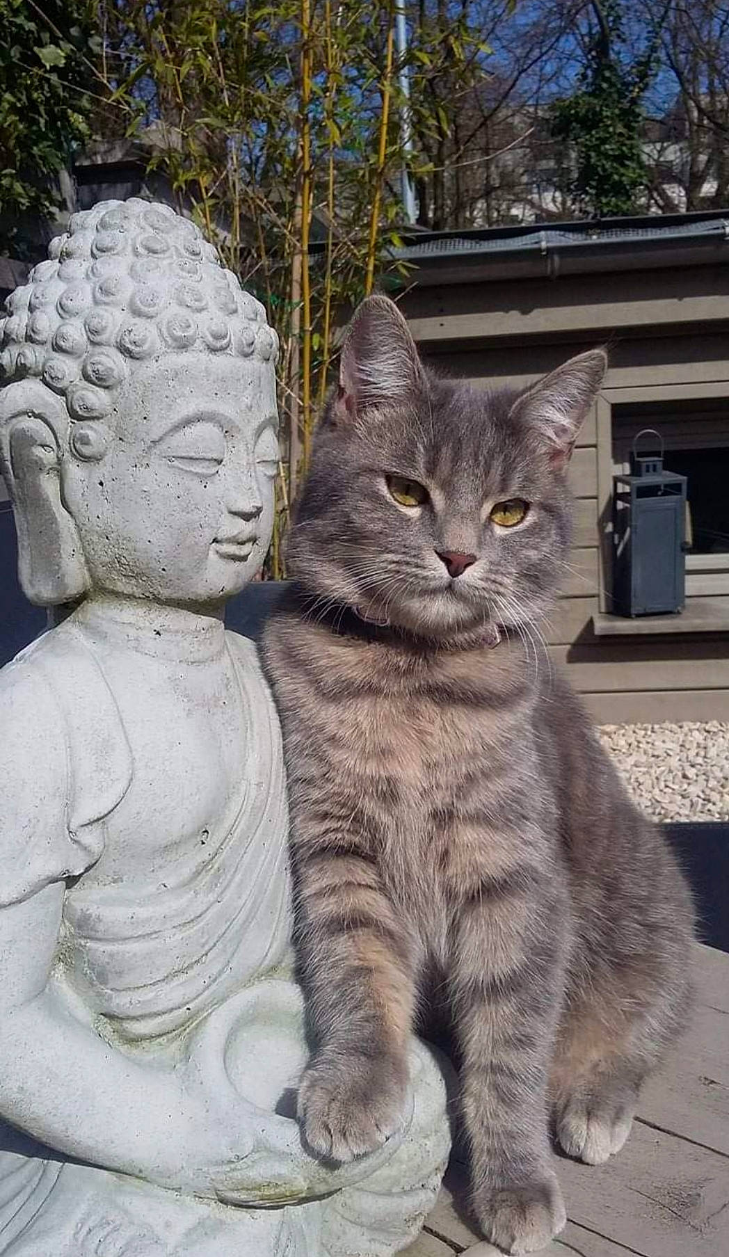 Mia a rejoint le concours — aidez-le/la à gagner de superbes lots ! carnivore, cat, domestic_short_haired_cat, eye, felidae, fur, grass, grey, mammal, paw, plant, sitting, small_to_medium_sized_cats, smile, snout, tail, terrestrial_animal, tree, vertebrate, whiskers