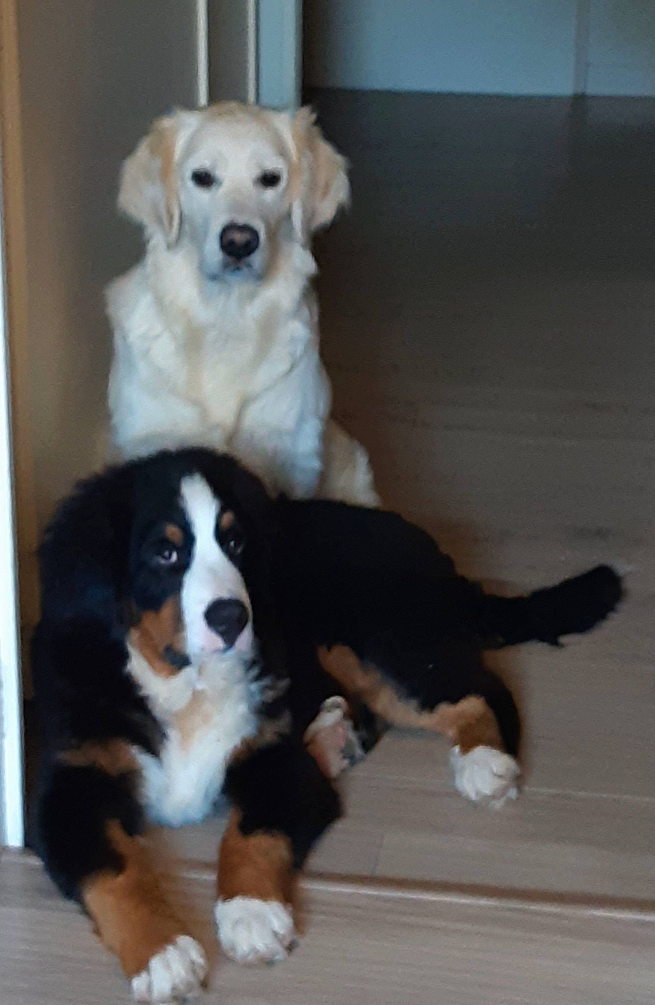 Snow participe au concours pour gagner de l'argent avec cette photo : bored, canidae, carnivore, chair, companion_dog, dog, dog_breed, door, floor, flooring, fur, gun_dog, hardwood, sporting_group, tail, wood, working_animal, working_dog