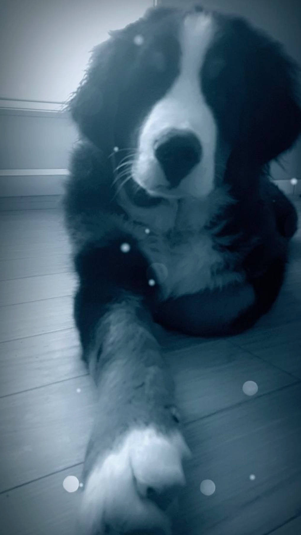 Snow participe au concours pour gagner de l'argent avec cette photo : border_collie, canidae, carnivore, companion_dog, dog, dog_breed, flooring, fur, mammal, monochrome, monochrome_photography, paw, snout, sporting_group, style, terrestrial_animal, tints_and_shades, vertebrate, whiskers, working_animal