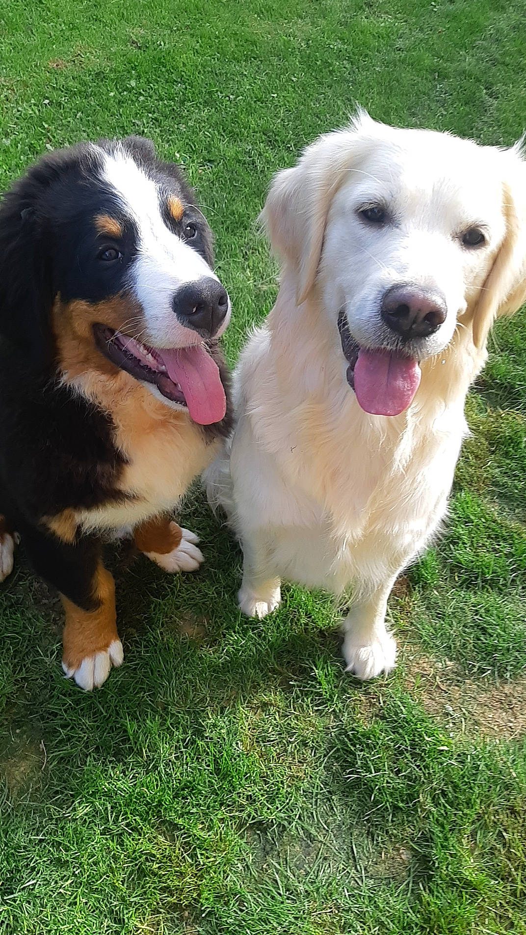 Snow participe au concours pour gagner de l'argent avec cette photo : canidae, carnivore, companion_dog, dog, dog_breed, fang, grass, herding_dog, plant, smile, snout, sporting_group, working_dog