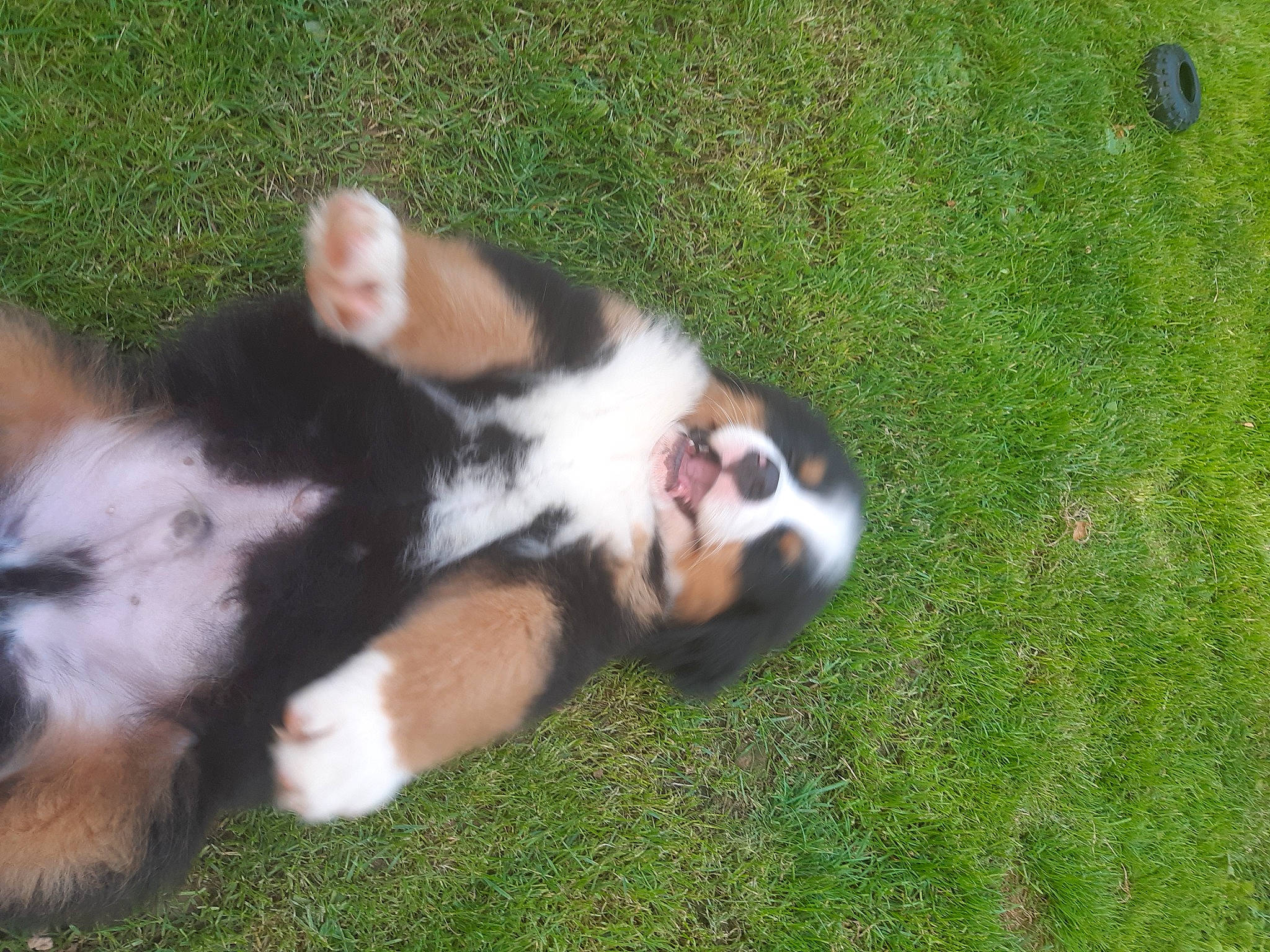 Snow a rejoint le concours — aidez-le/la à gagner de superbes lots ! canidae, carnivore, companion_dog, dog_breed, fawn, fur, grass, grassland, groundcover, natural_landscape, non_sporting_group, pasture, paw, plant, snout, sporting_group, tail, terrestrial_animal, whiskers, wildlife