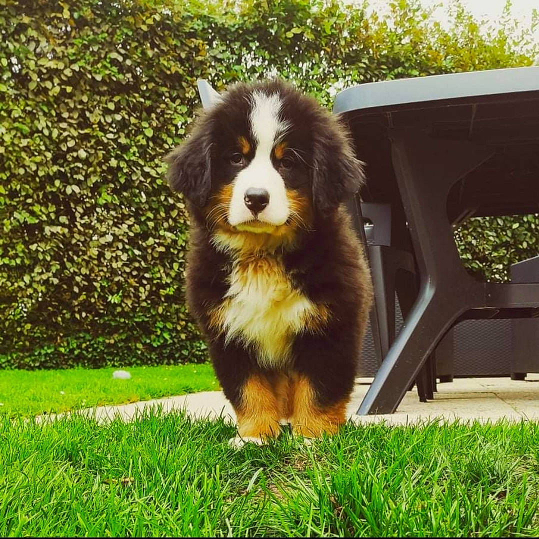 Snow participe au concours pour gagner de l'argent avec cette photo : ancient_dog_breeds, bernese_mountain_dog, canidae, carnivore, companion_dog, dog, dog_breed, grass, groundcover, herding_dog, plant, snout, sporting_group, terrestrial_animal, tree, vehicle_door, working_dog