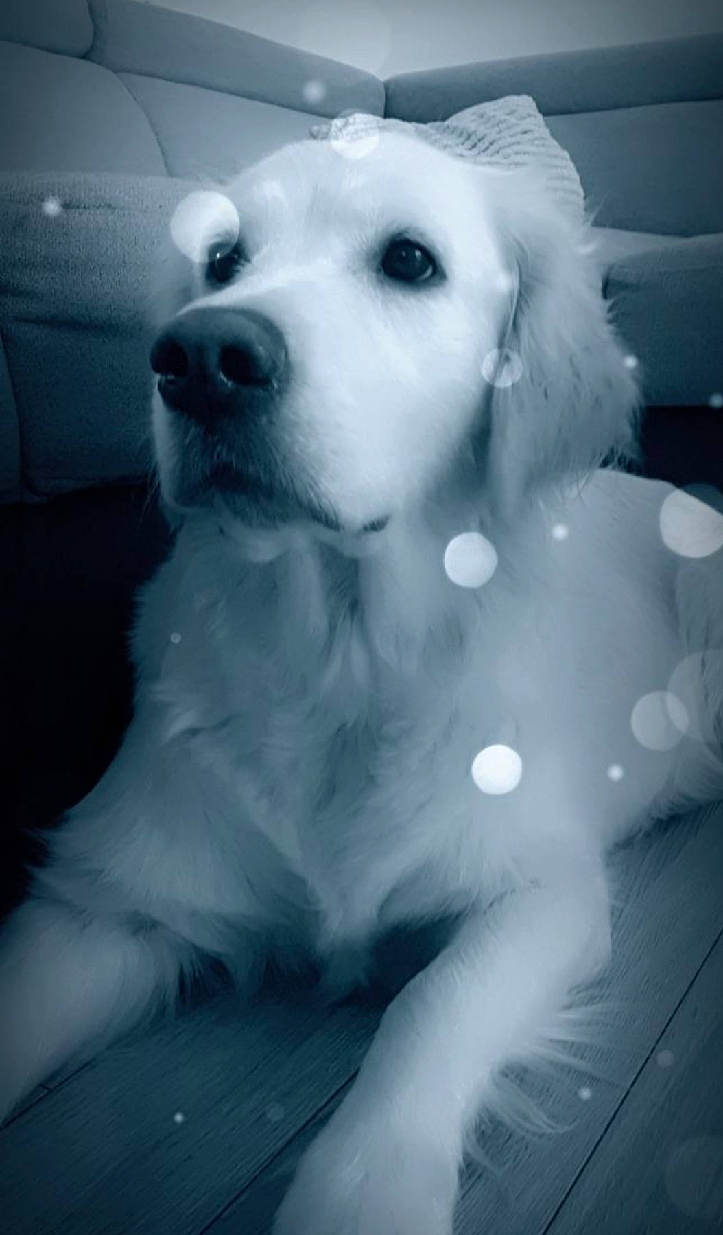 Shyva a rejoint le concours — aidez-le/la à gagner de superbes lots ! canidae, carnivore, companion_dog, darkness, dog, dog_breed, fur, happy, monochrome, monochrome_photography, non_sporting_group, puppy_love, snout, sporting_group, style, toy_dog, whiskers, working_animal