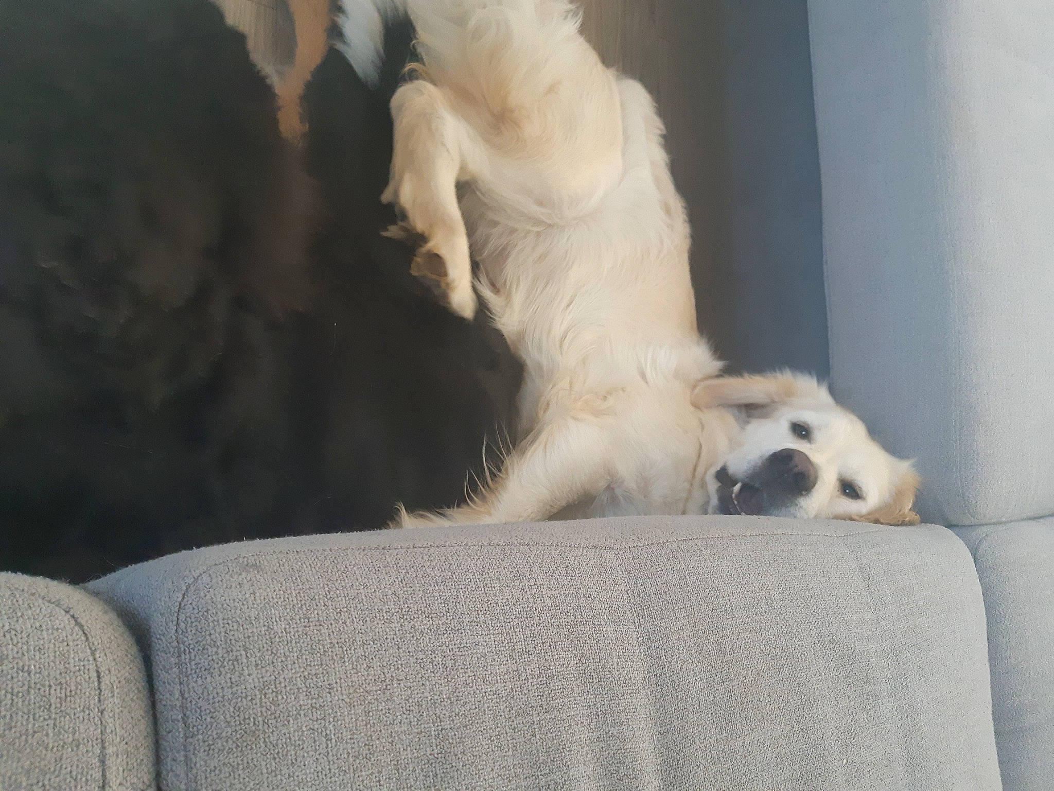 Shyva participe au concours pour gagner de l'argent avec cette photo : art, canidae, carnivore, comfort, companion_dog, couch, dog, dog_breed, fawn, felidae, fur, nap, paw, puppy, sitting, snout, sporting_group, tail, terrestrial_animal, whiskers