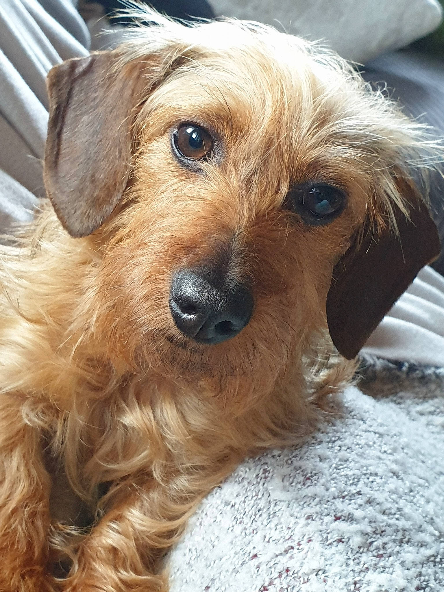 Ninon a rejoint le concours — aidez-le/la à gagner de superbes lots ! biewer_terrier, canidae, carnivore, companion_dog, dog, dog_breed, dog_supply, fawn, fur, liver, maltepoo, puppy, small_terrier, snout, sporting_group, terrier, toy_dog, whiskers, working_animal