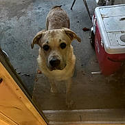Biscuits is registered to the contest to win money with this photo: dog, porch, glass_door, red_chair, cooler, concrete_floor, outdoor, pet, waiting, curious, animal, ears, tail, doorframe, daylight, brown_dog, looking, front_view, canine, quiet