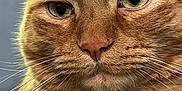 Benji is registered to the contest to win money with this photo: cat, ginger_cat, close_up, face, fur, whiskers, ears, green_eyes, pet, animal, domestic_cat, portrait, feline, indoor, cute, mammal, mustache, nose, expression, focused