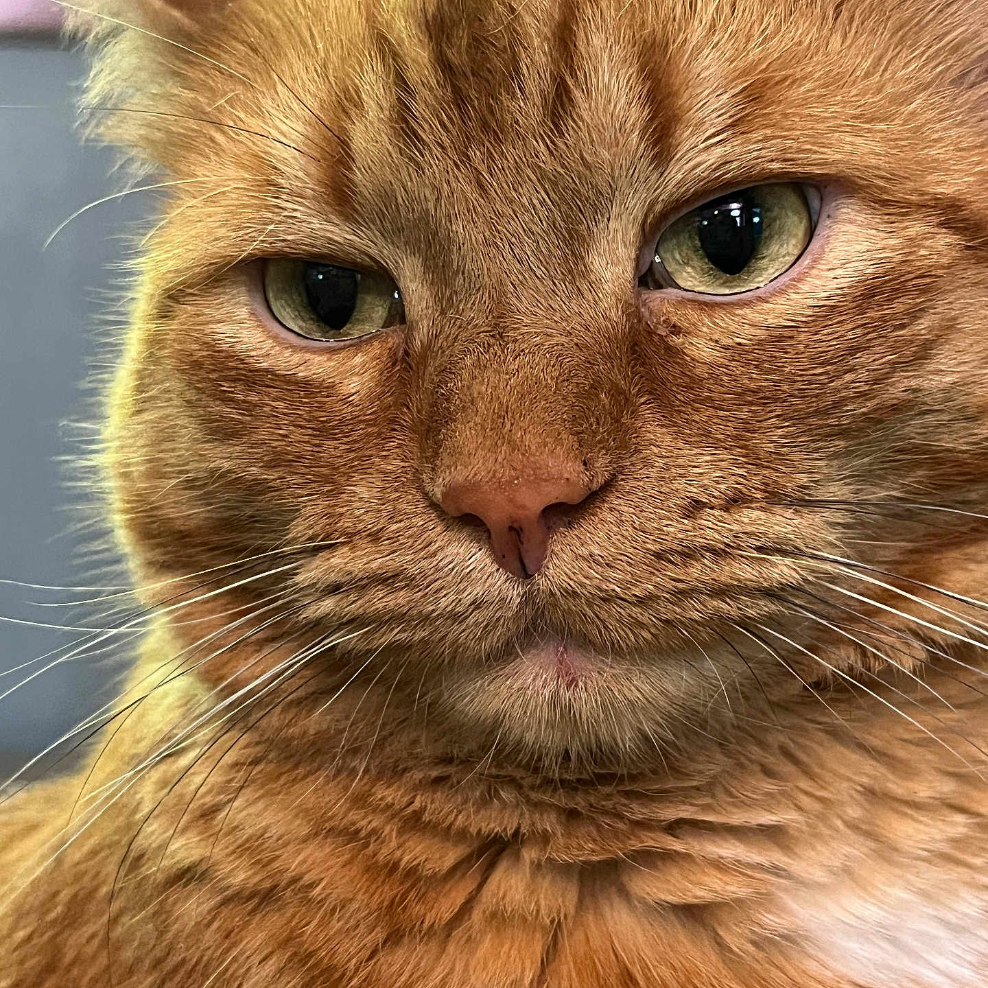 Benji