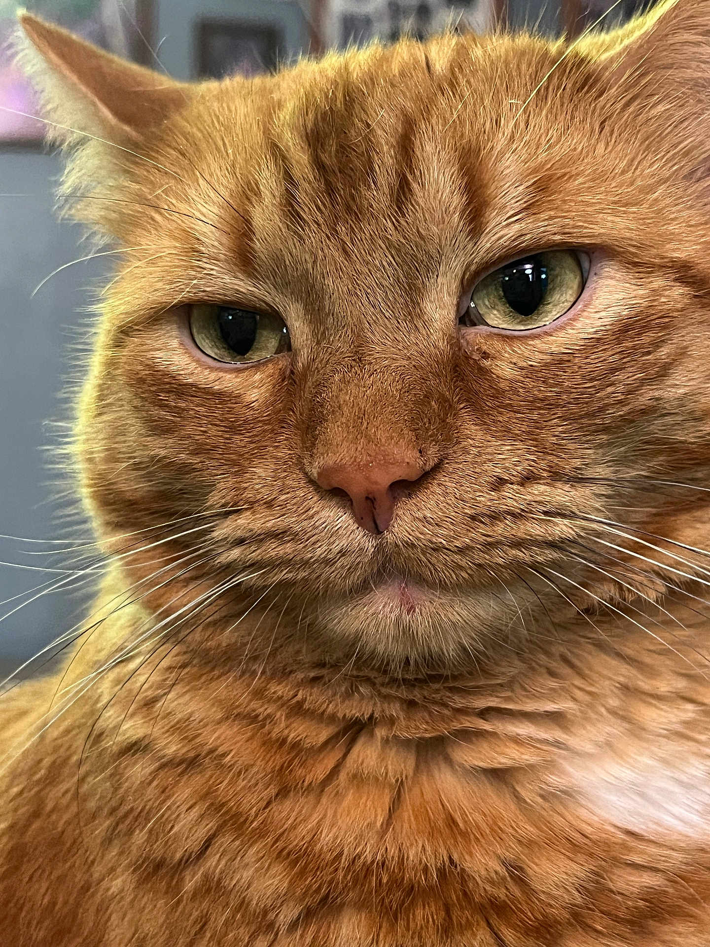 Benji