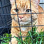 Benji joined the competition — help win amazing prizes! cat, ginger_cat, fence, grass, close_up, pet, animal, whiskers, green_eyes, outdoor, nature, fur, portrait, cage, curious, mammal, domestic_cat, face, paw, wire