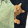 Benji joined the competition — help win amazing prizes! cat, ginger_cat, towel, black_rug, pet, fur, whiskers, paw, animal, indoor, resting, wide_eyes, curious, cozy, feline, blanket, cute, soft_texture, relaxed, domestic