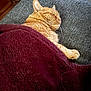 cat, orange_cat, sleeping, blanket, maroon, furry, pet, indoor, cozy, relaxing, feline, paw, resting, fur, carpet, home, comfort, animal, cute, quiet