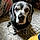 Dozer