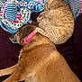 Daisy is registered to the contest to win money with this photo: dog, cat, sleeping, brown_dog, orange_cat, pet, cozy, blanket, patterned_blanket, paw, collar, resting, indoors, fur, cute, animal, companion, friendship, relaxing, nap