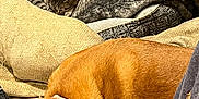 Daisy is registered to the contest to win money with this photo: dog, cat, blanket, cushion, sleeping, resting, indoor, pet, fur, cozy, brown_dog, tabby_cat, comfort, relaxation, animal, domestic, nap, home, soft, pile