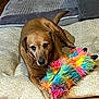 dog, brown_dog, toy, colorful_toy, fluffy_toy, cushion, patterned_cushion, wooden_floor, pet, indoor, relaxed, lying_down, paw, ears, nose, fur, animal, companion, home, cozy