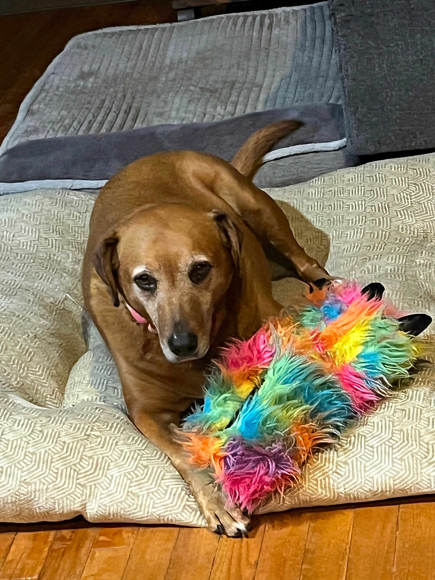 Daisy is registered to the contest to win money with this photo: dog, brown_dog, toy, colorful_toy, fluffy_toy, cushion, patterned_cushion, wooden_floor, pet, indoor, relaxed, lying_down, paw, ears, nose, fur, animal, companion, home, cozy