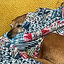 Daisy is registered to the contest to win money with this photo: dog, blanket, couch, sleeping, cozy, brown_dog, indoor, patterned_blanket, furniture, resting, relaxed, home, nap, tail, comfort, warm, animal, domestic, pet, snuggled