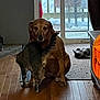 dog, cat, indoor, wooden_floor, glass_door, snow, pet_toys, furniture, brown_dog, tabby_cat, affection, companion, quiet, home, cozy, window, light, floor, animal, domestic