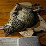 cat, tabby, paper_bag, wooden_floor, indoor, pet, fur, curious, relaxed, whiskers, tail, flooring, blanket, rug, animal, mammal, cute, playful, domestic, feline