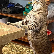 Emilia joined the competition — help win amazing prizes! cat, tabby_cat, standing, wooden_table, indoor, shelf, gaming_controller, decor, curious, furniture, carpet, pet, whiskers, ears, claws, home, animal, mammal, alert, looking