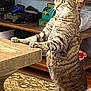 cat, tabby_cat, standing, wooden_table, indoor, shelf, gaming_controller, decor, curious, furniture, carpet, pet, whiskers, ears, claws, home, animal, mammal, alert, looking