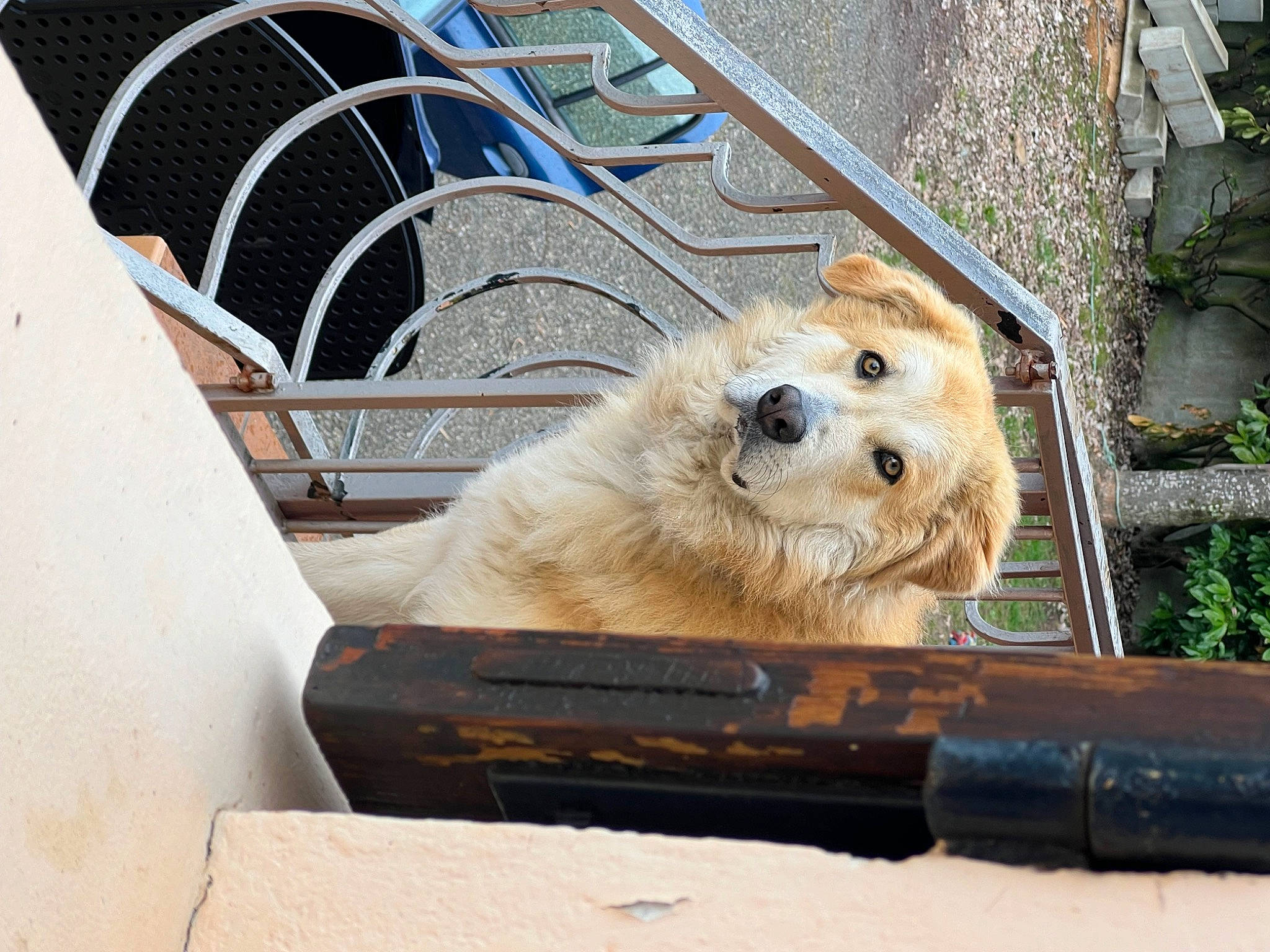 Twister a rejoint le concours — aidez-le/la à gagner de superbes lots ! canidae, carnivore, companion_dog, dog, dog_breed, dog_supply, fawn, fur, plant, sitting, snout, spitz, sporting_group, toy_dog, tree, whiskers, window, winter, wood, working_animal