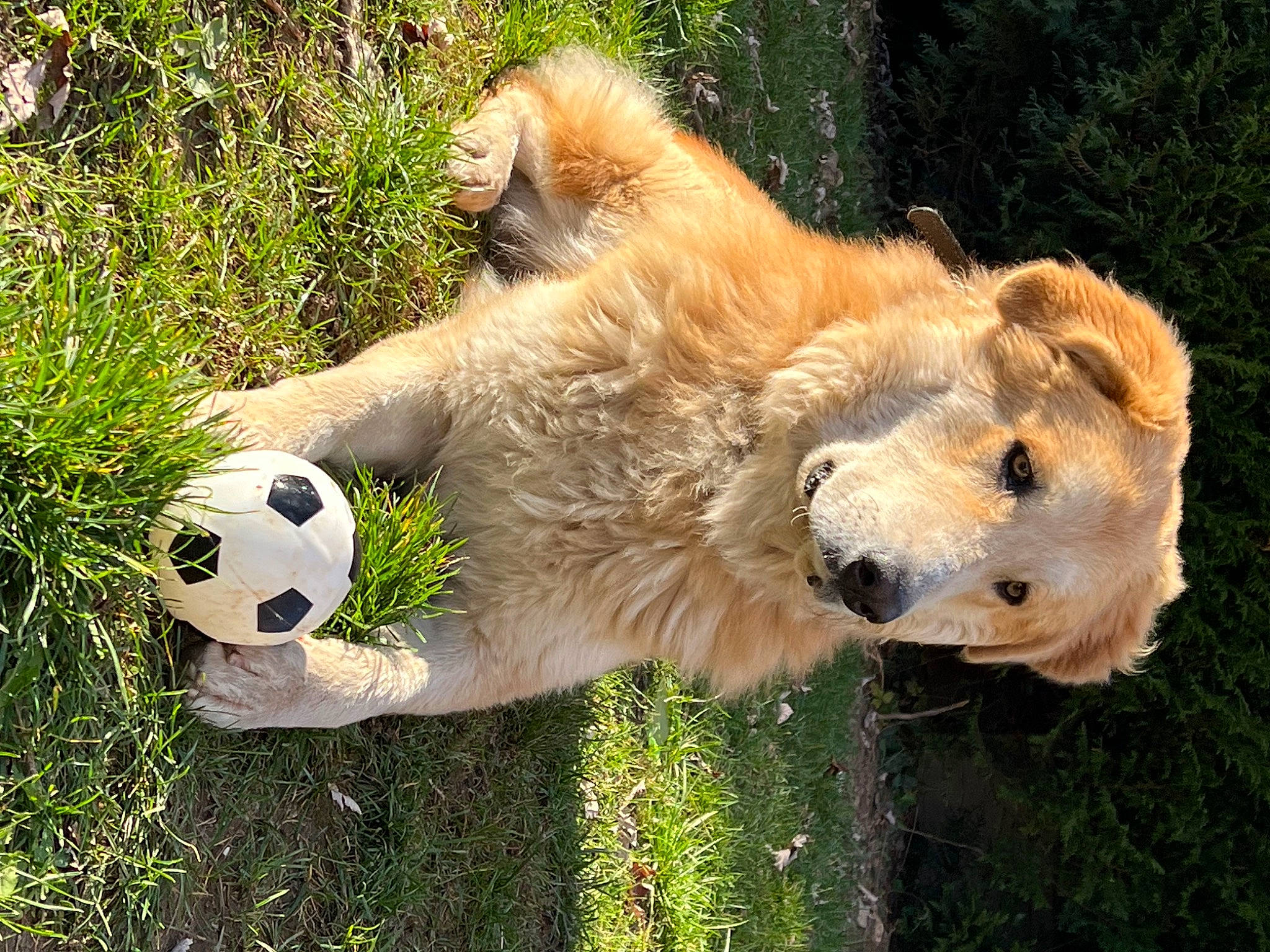 Twister a rejoint le concours — aidez-le/la à gagner de superbes lots ! ball, big_cats, carnivore, companion_dog, dog, dog_breed, fawn, felidae, football, fur, grass, lion, mammal, plant, snout, sports_equipment, tail, terrestrial_animal, tree, vertebrate
