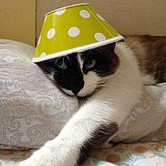 Mignon participe au concours pour gagner de l'argent avec cette photo :