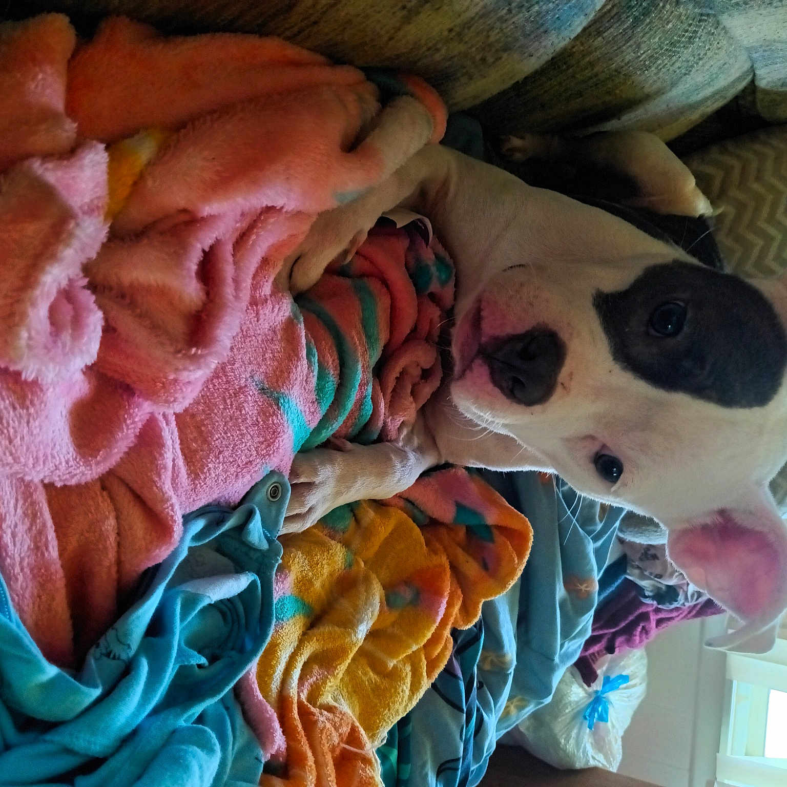 Lilo is registered to the contest to win money with this photo: craft, dog, eyewear, fawn, fur, headgear, linens, pattern, peach, petal, plush, rose, rose_family, rose_order, stuffed_toy, sunglasses, thread, toy, wood, wool