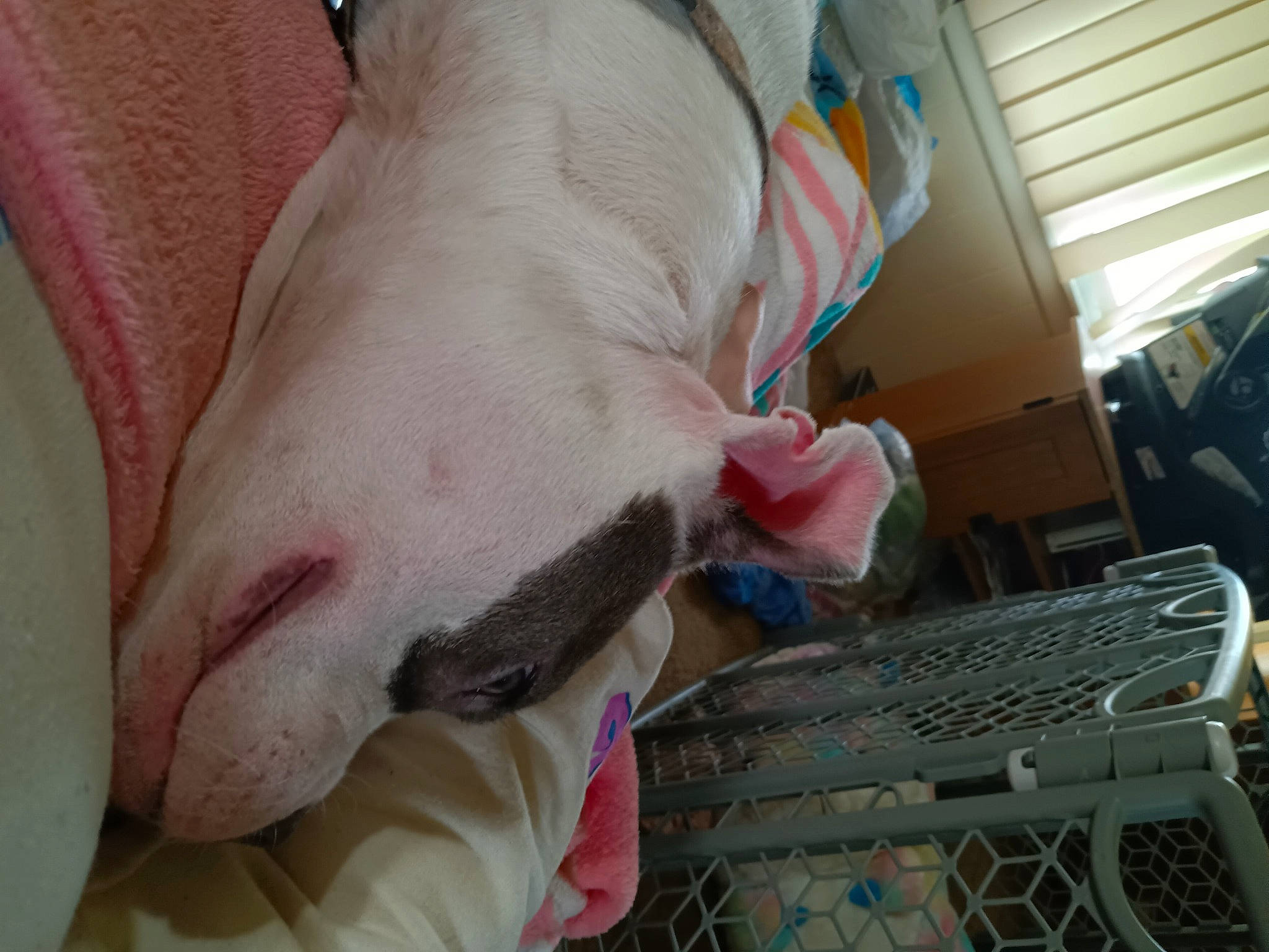 Lilo joined the competition — help win amazing prizes! canidae, carnivore, chair, comfort, companion_dog, dog, dog_breed, fawn, flesh, foot, fur, nail, paw, room, snout, sporting_group, suidae, whiskers, working_animal, wrinkle