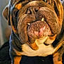 animal, background_blur, black, brown, bulldog, canine, close_up, cute, dog, expression, face, fur, indoor, muzzle, paw, pet, portrait, teeth, white, wrinkles
