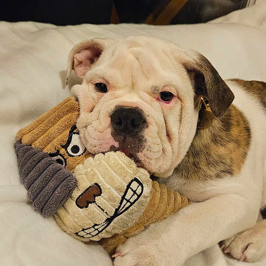 Abby a rejoint le concours — aidez-le/la à gagner de superbes lots ! animal, bed, blanket, boxer, bulldog, canine, cat, dog, frenchbulldog, furniture, hound, indoors, person, pet, pitbull, puppy, quilt, sleeping, whitedog